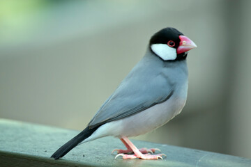 this is a side view of a java sparrow