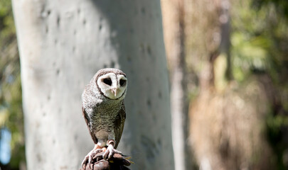 the lesser sooty owl has a white masked face