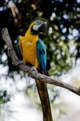 the blue and gold macaw is perched on a tree branch