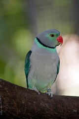 the malabar oarakeet is perched on a tree branch