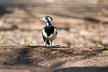 the magpie lark is a black and white bird