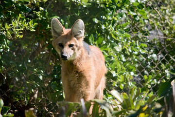 the maned wolf stands about 1 meter tall