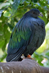 this is a side view of a nicobar pigeon
