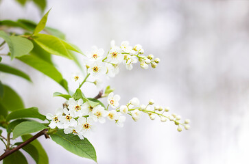 Branch with white flowers and green leaves close-up on a light blurred background
