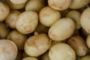 a lot of young potatoes background agrarian