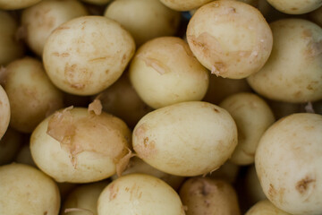 a lot of young potatoes background agrarian
