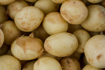a lot of young potatoes background agrarian