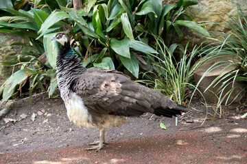 this is a side view of a peahen