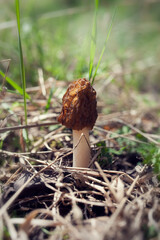 Fungi Verpa bohemica, commonly known as the wrinkled thimble-cap or the early morel close-up. Czech edible delicious spring mushroom, grow in wood grass early spring following the snowmelt