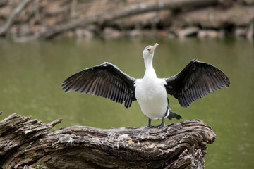 the pied cormorant is drying his wings