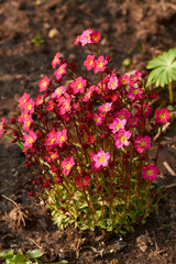 Moos-Steinbrech, Polster-Steinbrech