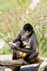 the spider monkey is eating while holdong her baby