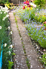 A path dotted with white petals in a blooming garden. Different flowers are planted along a path - forget-me-nots, tulips, daffodils. A garden in a springtime. Garden or Landscape. Combining plants.