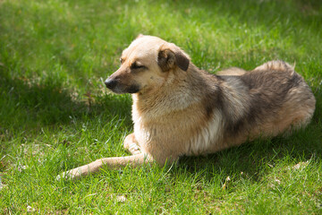Happy dog is resting in a meadow with green grass.
