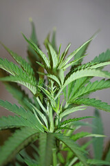 Cannabis plant close up modern high quality big size print medical marihuana super lemon haze family cannabaceae