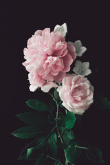 pink peony and pink rose on a dark background. vertical composition, studio shot - obrazy, fototapety, plakaty