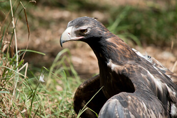 this is a close up of a wedge tailed eagle