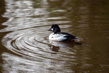 Common Goldeneye duck