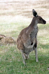 the western grey is standing in a grassy field