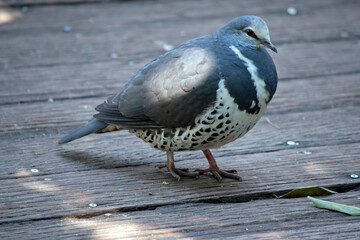 the wonga pigeon is a grey and white bird