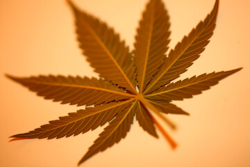 Cannabis leaf close up medical marihuana background top view flat lay modern high quality big size...