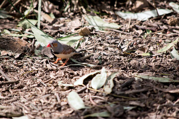 the zebra finch is looking for food on the ground