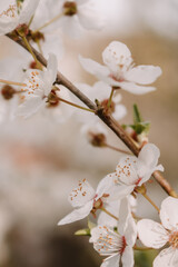 cherry blossom in spring