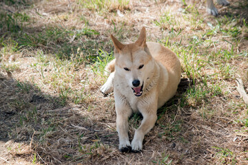 Naklejka na ściany i meble the golden dingo has his mouth open