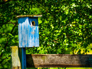 wooden blue bird house in the garden