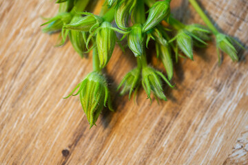 Unopened buds of zucchini pumpkin flowers on a wooden background.