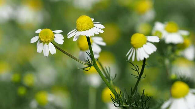 White flowers of wild German chamomile, Matricaria chamomilla