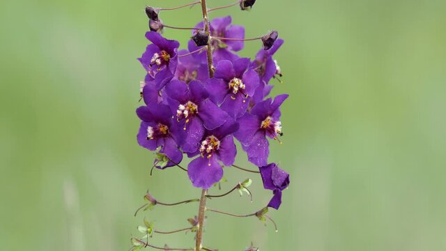 Flower of purple mullein or temptress purple, Verbascum phoeniceum