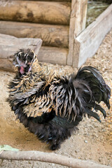the rooster is black and tan with a reddish comb