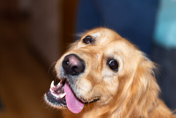 Golden retriever dog mouth open sitting on the floor at home and looking at the camera.golden labrador portrait.Closeup.
