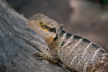 this is a close up of a water dragon