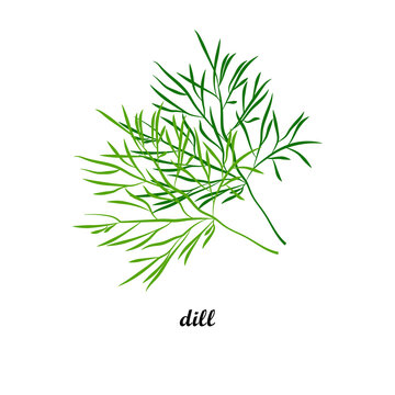Vector illustration of dill with title text isolated on white background.