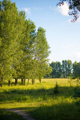 
Spring meadow with large trees with fresh green leaves. Sunny day.