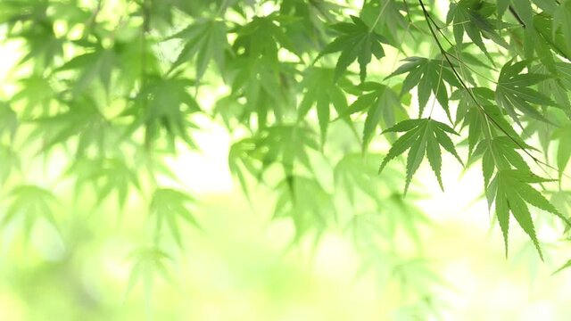 青紅葉　新緑　もみじの若葉