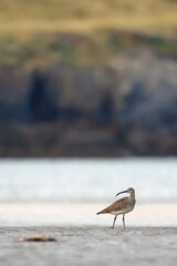 Eurasian Whimbrel on a beach in northern Spain, Numenius phaeopus