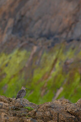 Eurasian Whimbrel on the coast in northern Spain, Numenius phaeopus