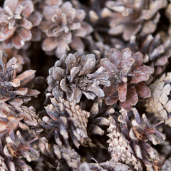 Set of cones of coniferous trees, dry cones lie next to each other, brown wooden texture