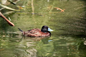 this is a side view of a blue billed duck