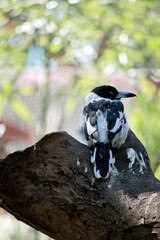 the pied butcherbird is perched on a log