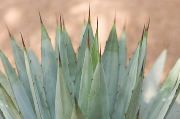 Agave (Asparagaceae) cactus plant with blurred background. Shallow depth of field. 
Agaves are succulents, which form a rosette shape, with most species ending in a sharp terminal spine