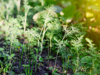 Fresh dill (Anethum graveolens) growing on the vegetable bed. Annual herb, family Apiaceae. Growing fresh herbs. Green plants in the garden, ecological agriculture for producing healthy food concept