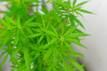 green leaves of cannabis Sativa background in cannabis farm for cannabinol oil