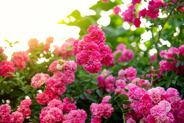 Rose flower on a background of blurry plant flower in the garden of roses. Nature.