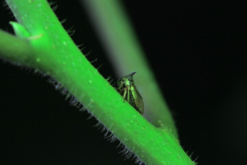 Horned cicadas on wild plants, North China