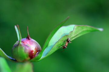 A brown ant crawls on a peony bud, North China