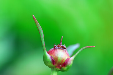 A brown ant crawls on a peony bud, North China